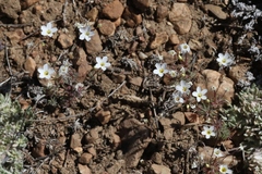 Leptosiphon breviculus