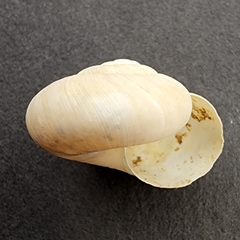Mesomphix latior