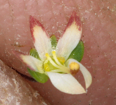 Nemacladus morefieldii