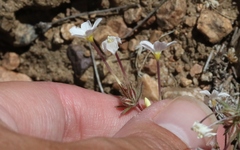 Leptosiphon breviculus