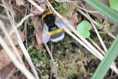 Bombus