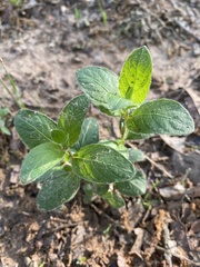 Ruellieae