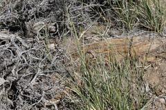 Festuca kingii