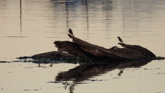 Pitangus sulphuratus