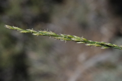 Festuca kingii