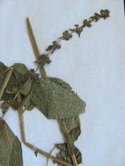 Teucrium canadense occidentale