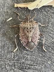 Halyomorpha halys