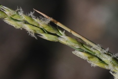 Festuca kingii