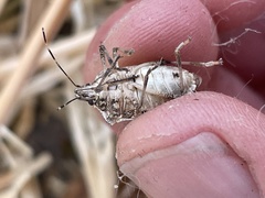 Halyomorpha halys