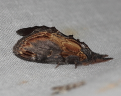 Notodonta scitipennis