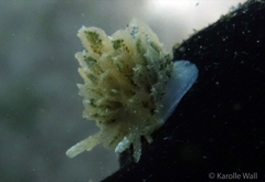 Polybranchia samanthae