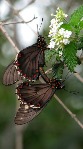 Polydamas Swallowtail