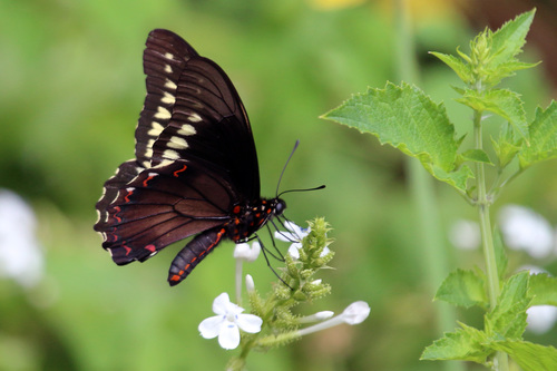 Polydamas Swallowtail