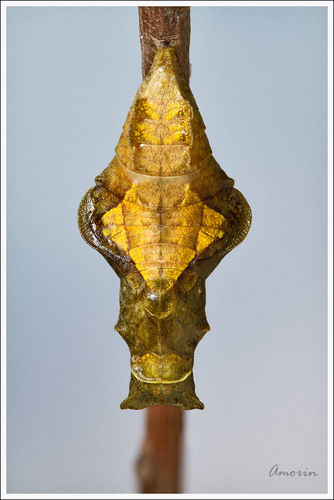 Polydamas Swallowtail