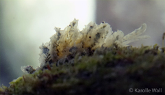 Polybranchia samanthae