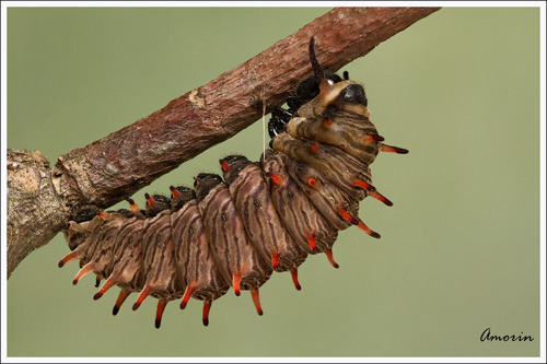 Polydamas Swallowtail