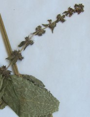 Teucrium canadense occidentale