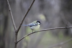 Parus major