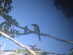 Pteroglossus viridis