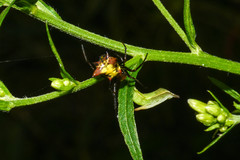 Micrathena rubicundula