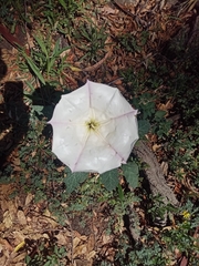 Datura ceratocaula