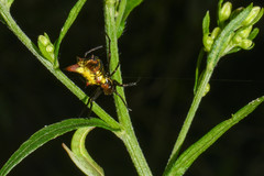 Micrathena rubicundula