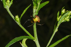 Micrathena rubicundula