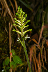 Cranichis ciliata
