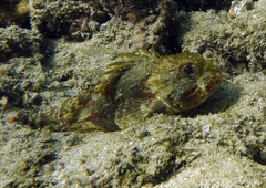 Sebastapistes ballieui