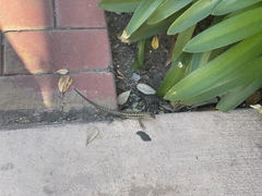 Sceloporus occidentalis