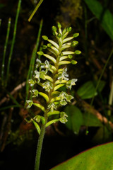 Cranichis ciliata