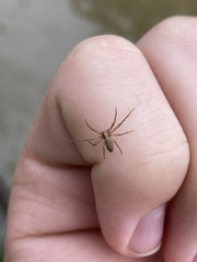 Philodromus marxi
