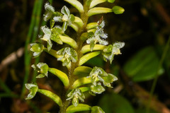 Cranichis ciliata