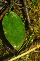 Cranichis ciliata