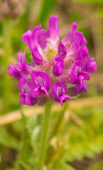 Oxytropis campestris chartacea