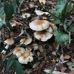 Cortinarius austroturmalis