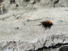Bombus hypnorum