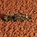 Montescardia fuscofasciella - Photo (c) Diane P. Brooks, some rights reserved (CC BY-NC-SA), uploaded by Diane P. Brooks