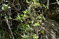 Maxillaria aggregata