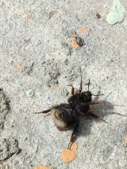 Bombus hypnorum