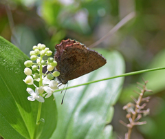 Callophrys