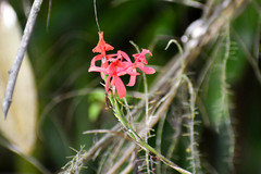 Epidendrum cochlidium