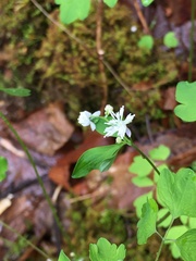 Thalictrum clavatum