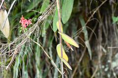 Epidendrum cochlidium