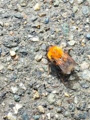 Bombus hypnorum