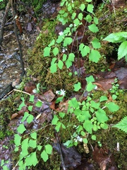 Thalictrum clavatum
