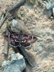 Pyrausta acontialis