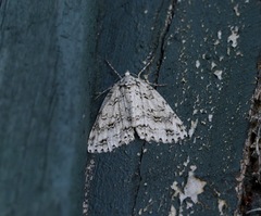 Pseudocoremia rudisata