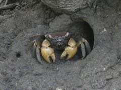 Neosarmatium australiense