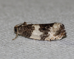 Pseudosciaphila duplex